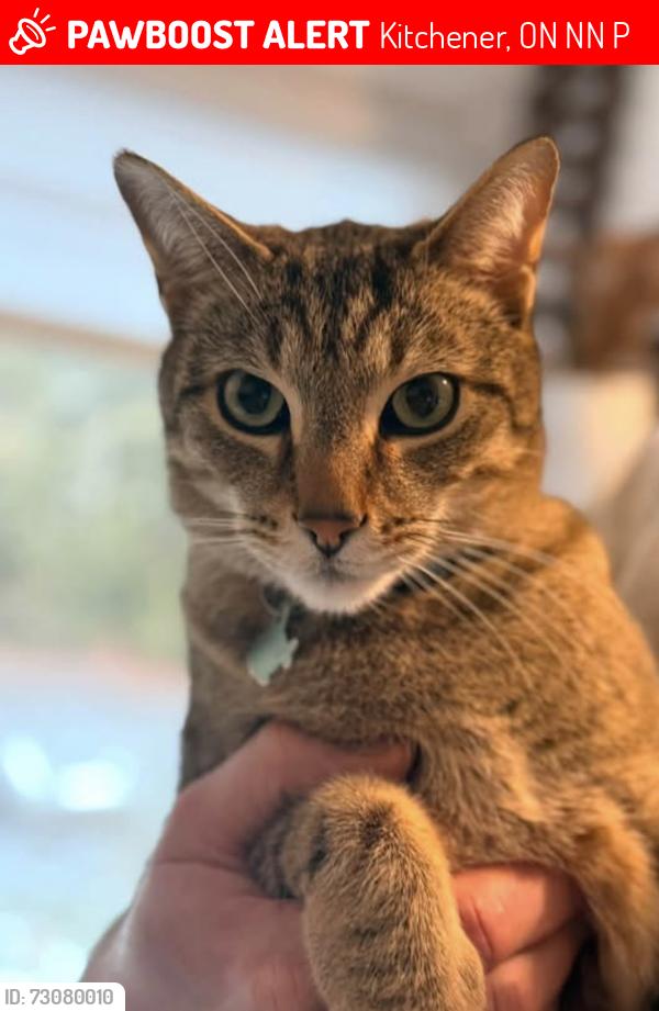 Lost Male Cat last seen Royal orchard, Kitchener, ON N2N 1P9