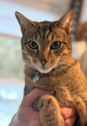 Lost Male Cat last seen Royal orchard, Kitchener, ON N2N 1P9