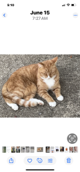 Lost Male Cat last seen Arapaho Road, Richardson, TX 75081