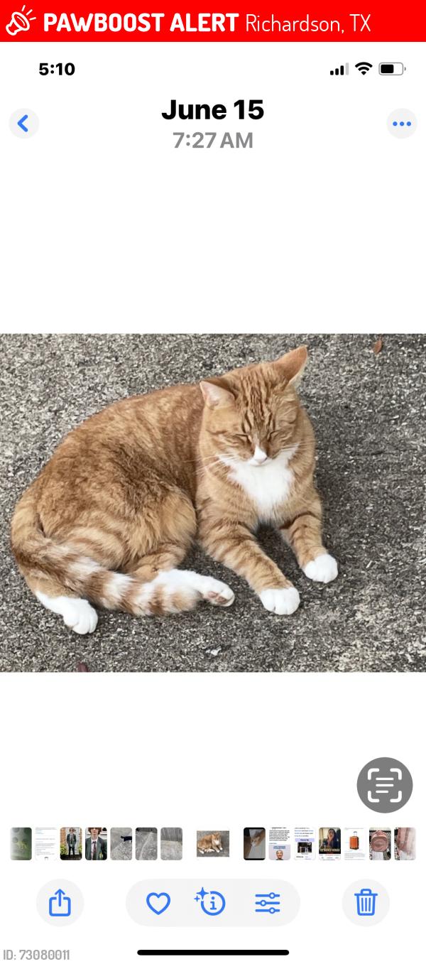 Lost Male Cat last seen Arapaho Road, Richardson, TX 75081
