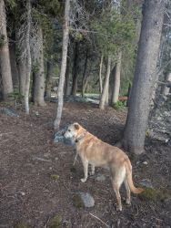 Reunited Female Dog last seen Utica Reservoir, Markleeville, CA 96120