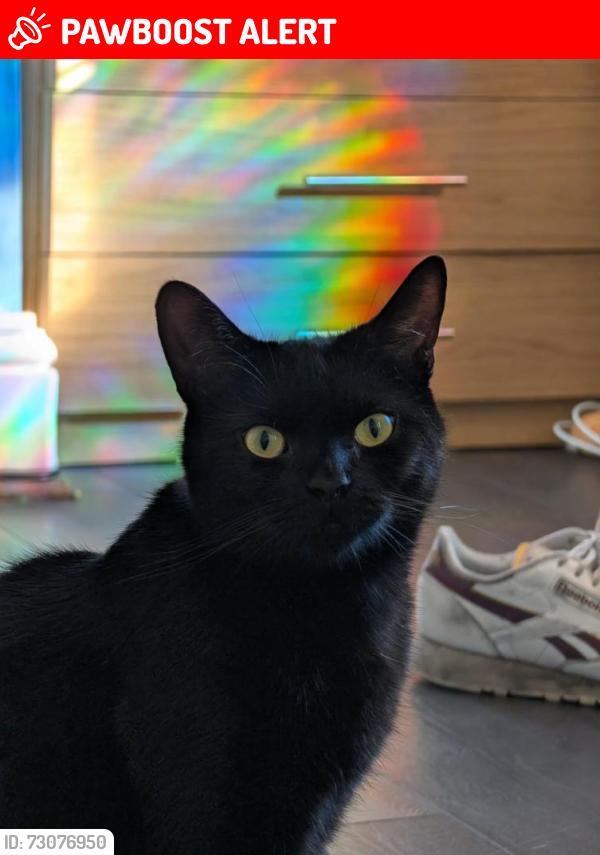 Lost Male Cat last seen Undercliffe Cemetery, Undercliffe, England BD3 0JF