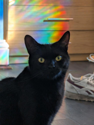 Lost Male Cat last seen Undercliffe Cemetery, Undercliffe, England BD3 0JF