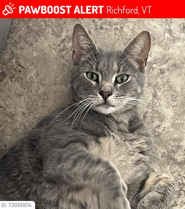 Lost Male Cat last seen Near Troy St, Richford Vt, Richford, VT 05476