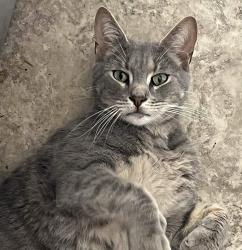 Lost Male Cat last seen Near Troy St, Richford Vt, Richford, VT 05476