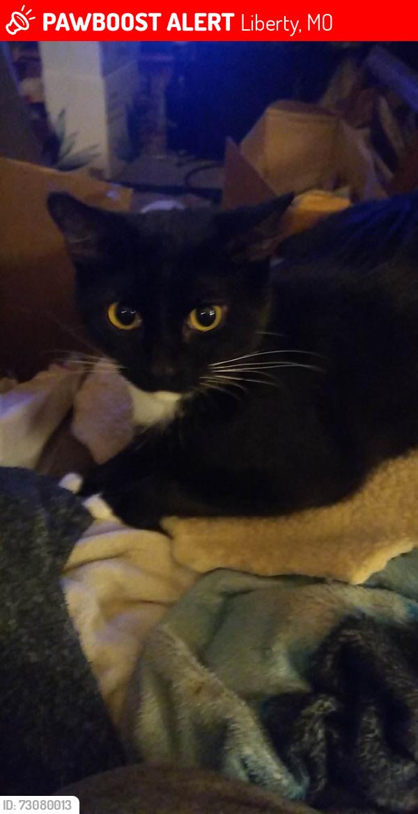 Lost Female Cat last seen Ruth Ewing, Liberty, MO 64068