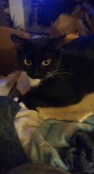Lost Female Cat last seen Ruth Ewing, Liberty, MO 64068