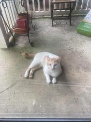 Found/Stray Unknown Cat last seen Reserve at Twin Oaks apmts, Clarkston, GA 30021