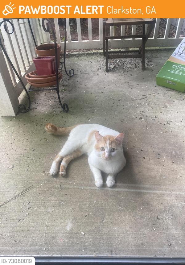 Found/Stray Unknown Cat last seen Reserve at Twin Oaks apmts, Clarkston, GA 30021