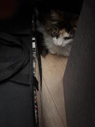 Reunited Male Cat last seen Wembley  Beverly Gardens , Greater London, England 