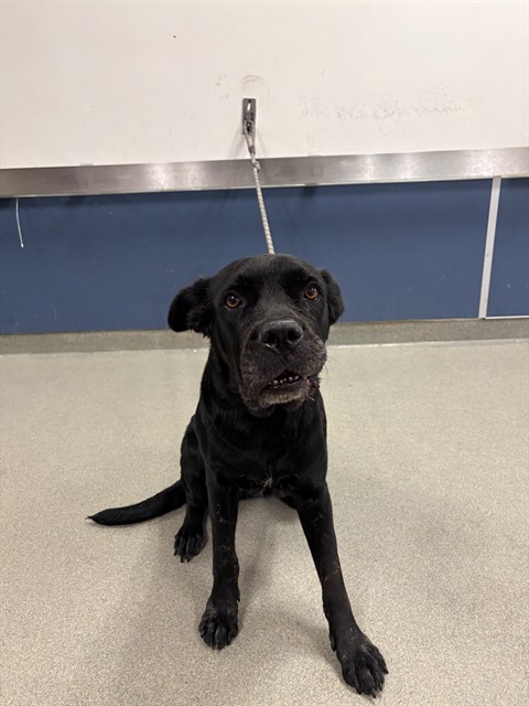 Shelter Stray Female Dog last seen Near BLOCK NW 53RD ST, 3599 NW 79th Ave, Doral, FL 33122, USA