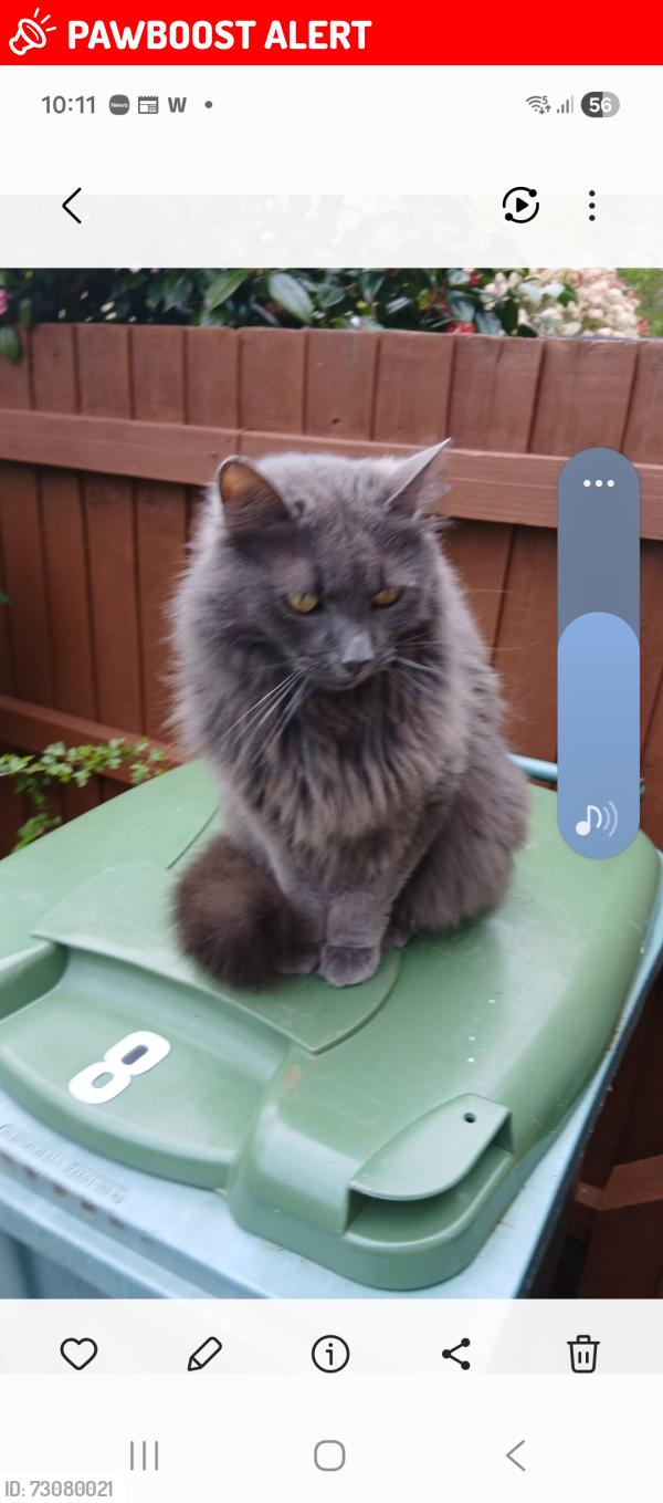 Lost Male Cat last seen Barnfield Close pontprennau CF23 8LN, Pontprennau, Wales CF23 8LN