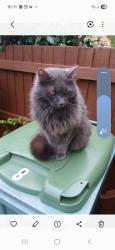 Lost Male Cat last seen Barnfield Close pontprennau CF23 8LN, Pontprennau, Wales CF23 8LN