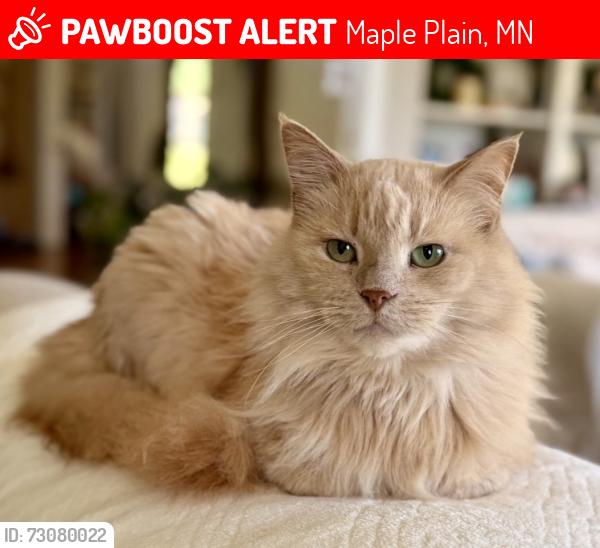 Lost Female Cat last seen Stubbs Bay Road and Orchard Park Road, Maple Plain, MN 55359