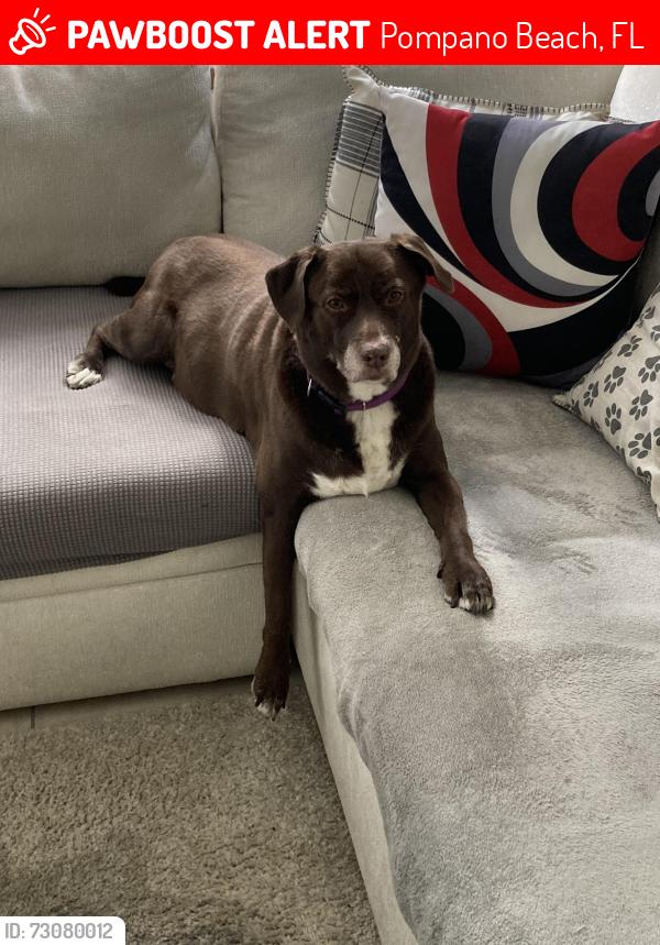 Lost Female Dog last seen Amber stone apts, Pompano Beach, FL 33060
