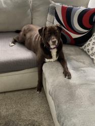 Lost Female Dog last seen Amber stone apts, Pompano Beach, FL 33060
