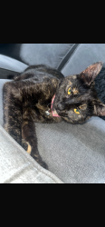 Lost Female Cat last seen Spitfire drive, Burtonwood, England WA5