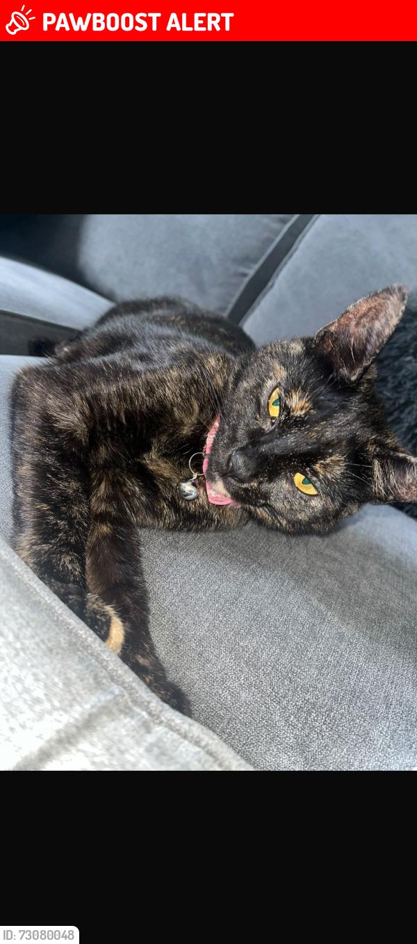 Lost Female Cat last seen Spitfire drive, Burtonwood, England WA5
