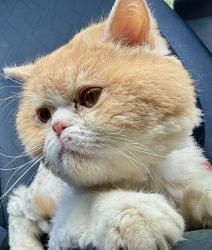 Reunited Male Cat last seen Condict Road & Condict Lane, Roxbury Township, NJ 07850