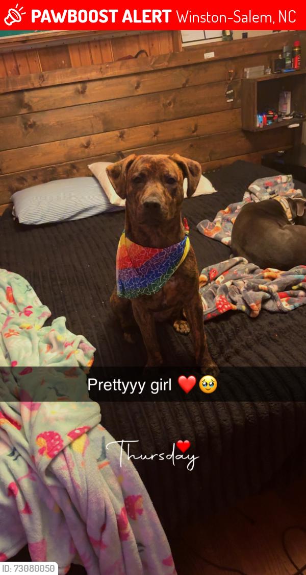 Lost Female Dog last seen Union cross rd, Winston-Salem, NC 27107