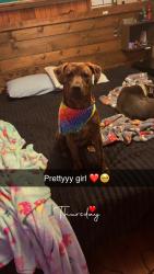Lost Female Dog last seen Union cross rd, Winston-Salem, NC 27107