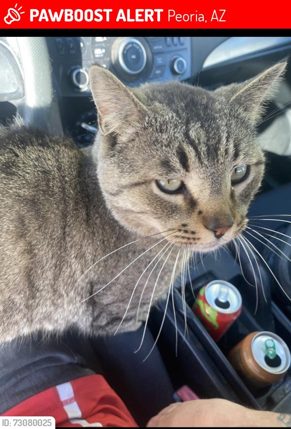 Lost Male Cat last seen Townley and 68dr, Peoria, AZ 85345