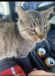 Lost Male Cat last seen Townley and 68dr, Peoria, AZ 85345