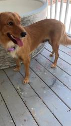 Lost Female Dog last seen Valley rd ragland alabama, Ragland, AL 35131