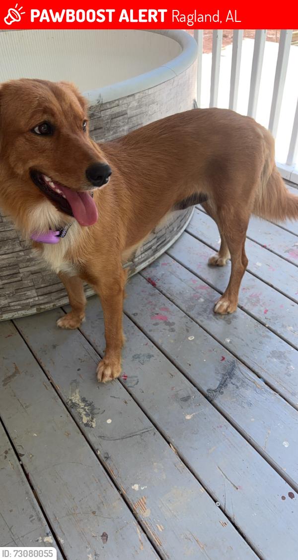 Lost Female Dog last seen Valley rd ragland alabama, Ragland, AL 35131