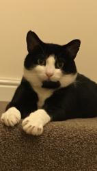 Lost Male Cat last seen Near otters pool orom, Aigburth, England 