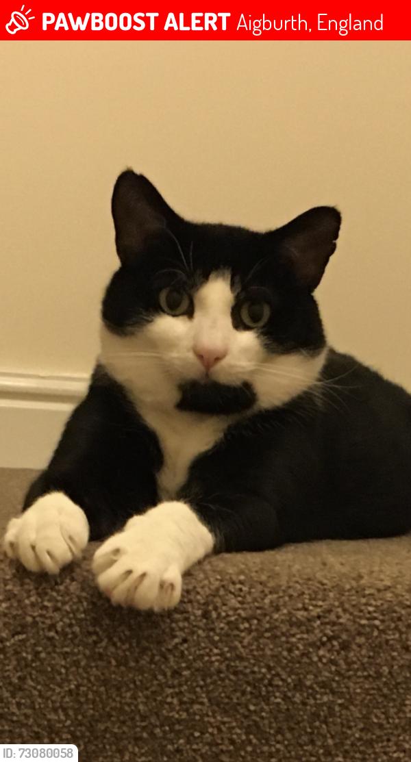 Lost Male Cat last seen Near otters pool orom, Aigburth, England 
