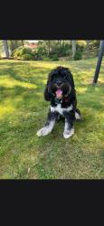 Reunited Male Dog last seen Route 46 West and Piaget Ave, Christopher Columbus Middle School, Clifton, NJ 07011
