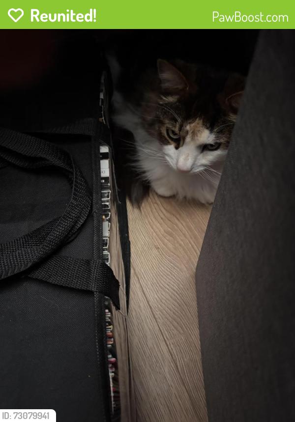 Reunited Male Cat last seen Wembley  Beverly Gardens , Greater London, England 