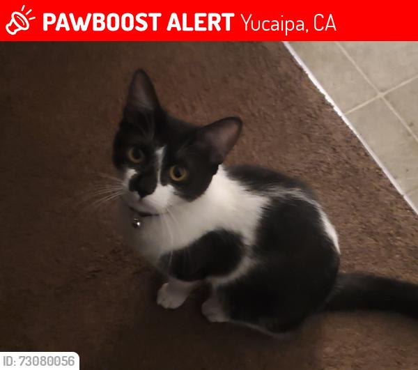 Lost Female Cat last seen Ave. H, Yucaipa, CA 92399