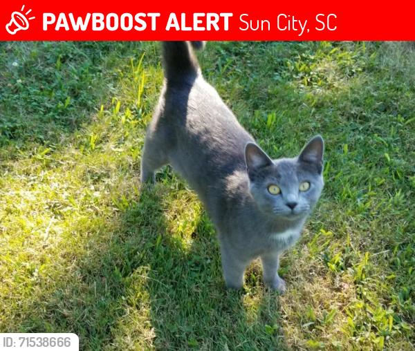 Lost Female Cat last seen Derringer Ave and Sun city blvd, Sun City, SC 29707