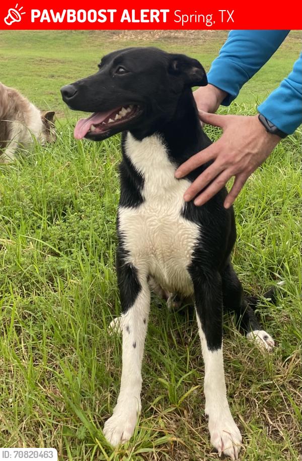 Lost Male Dog last seen Aldine Westfield and North Spring Dr, Spring, TX 77373