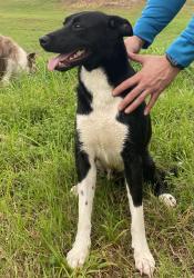 Lost Male Dog last seen Aldine Westfield and North Spring Dr, Spring, TX 77373