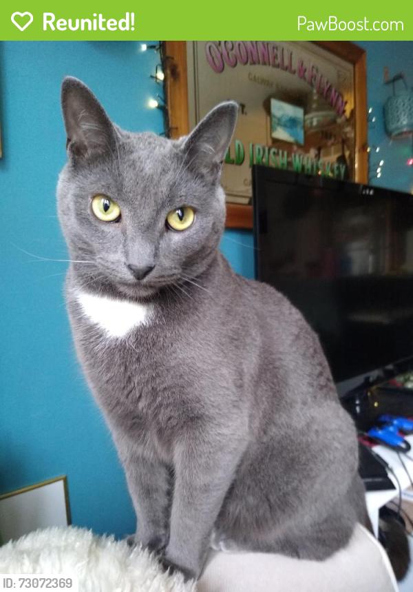 Reunited Male Cat last seen Foundry Ave and powerhouse St , Toronto, ON M6H