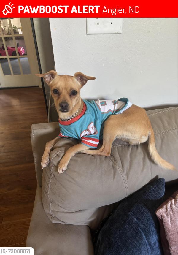 Lost Male Dog last seen Callie coats lane, Angier, Angier, NC 27501