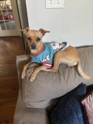 Lost Male Dog last seen Callie coats lane, Angier, Angier, NC 27501
