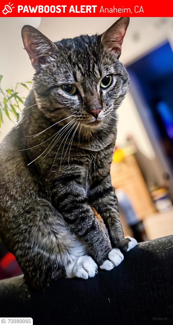 Lost Male Cat last seen Crestwood Ln And Easy Way, Anaheim, CA 92804