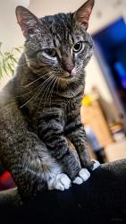 Lost Male Cat last seen Crestwood Ln And Easy Way, Anaheim, CA 92804