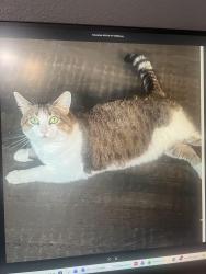 Lost Female Cat last seen S I-H35, Austin, TX 78741
