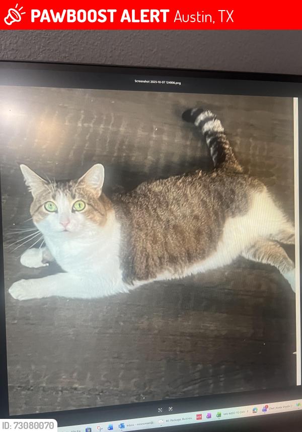 Lost Female Cat last seen S I-H35, Austin, TX 78741