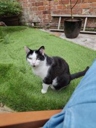 Reunited Male Cat last seen Elmswood Avenue, Moss Side, Greater Manchester, England M14