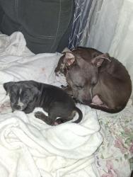 Lost Female Dog last seen Hamilton lake, Omaha, NE 68164