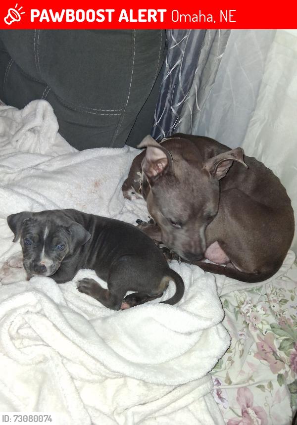Lost Female Dog last seen Hamilton lake, Omaha, NE 68164