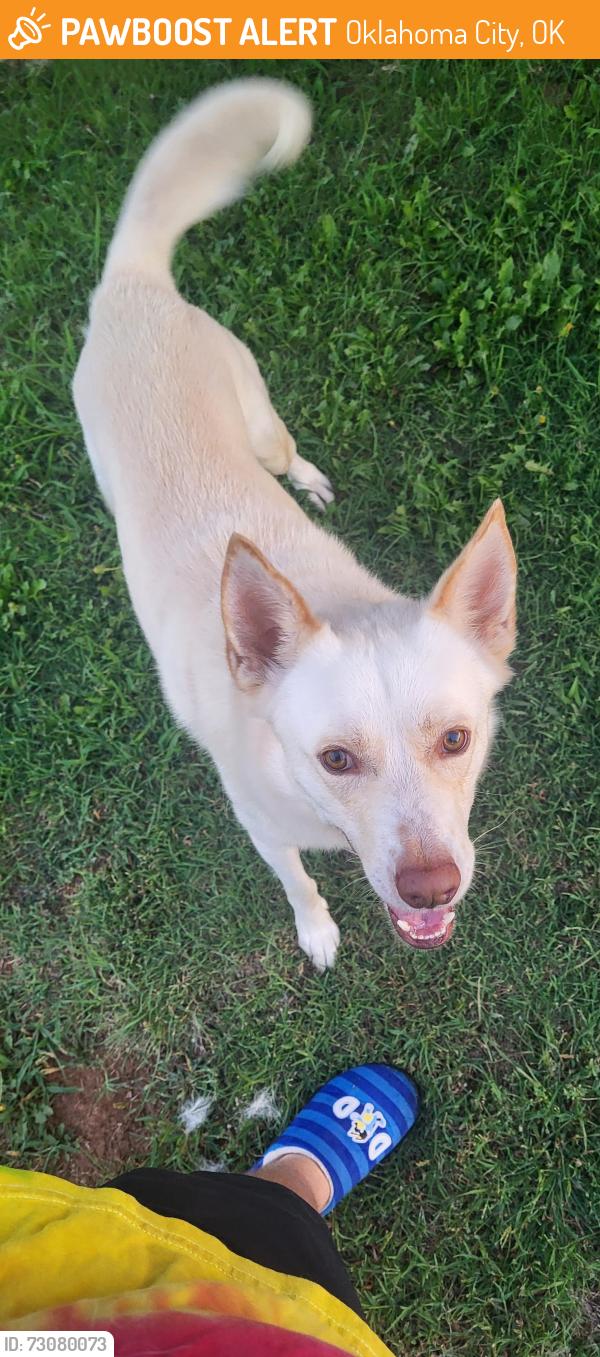 Found/Stray Male Dog last seen 89th St and Rockwell, Oklahoma City, OK 73169