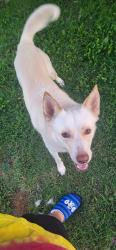 Found/Stray Male Dog last seen 89th St and Rockwell, Oklahoma City, OK 73169