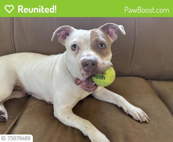 Reunited Female Dog last seen Lawrence Red Line Stop, Chicago, IL 60640